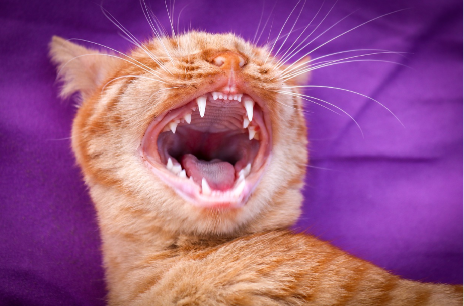 Ist Meine Katze Mit Zähnen Halb Jahren Schon Alt